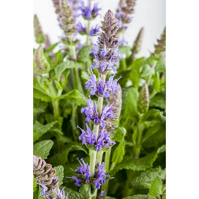 Piardino Garten-Blüten-Salbei - Salvia nemorosa, Topfgröße: 19 cm, Blau/Lila - Detailaufnahme