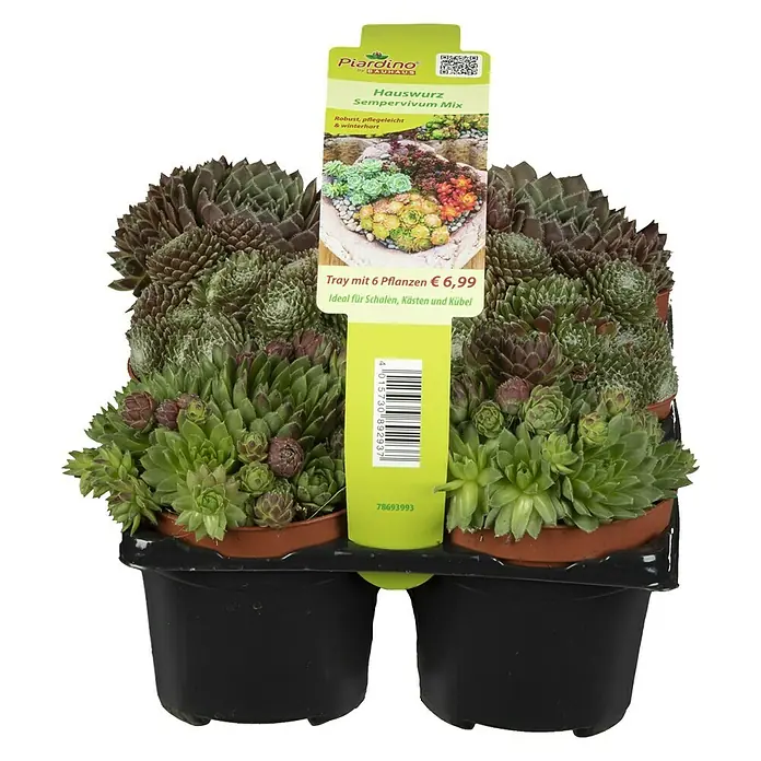 Piardino Hauswurz - Sempervivum in Sorten, Topfgröße: 9 cm - Vorderansicht