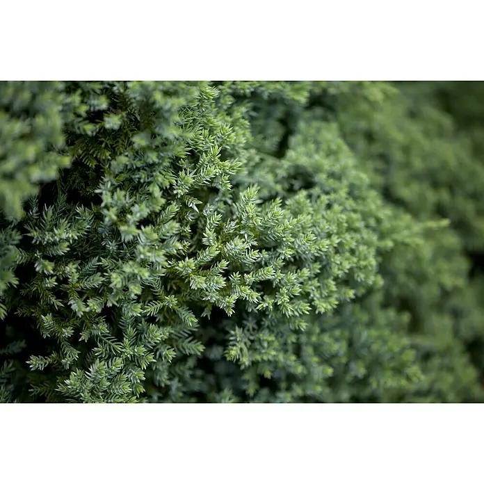 Piardino Kriechwacholder Nana - Juniperus procumbens 'Nana' - Detailaufnahme