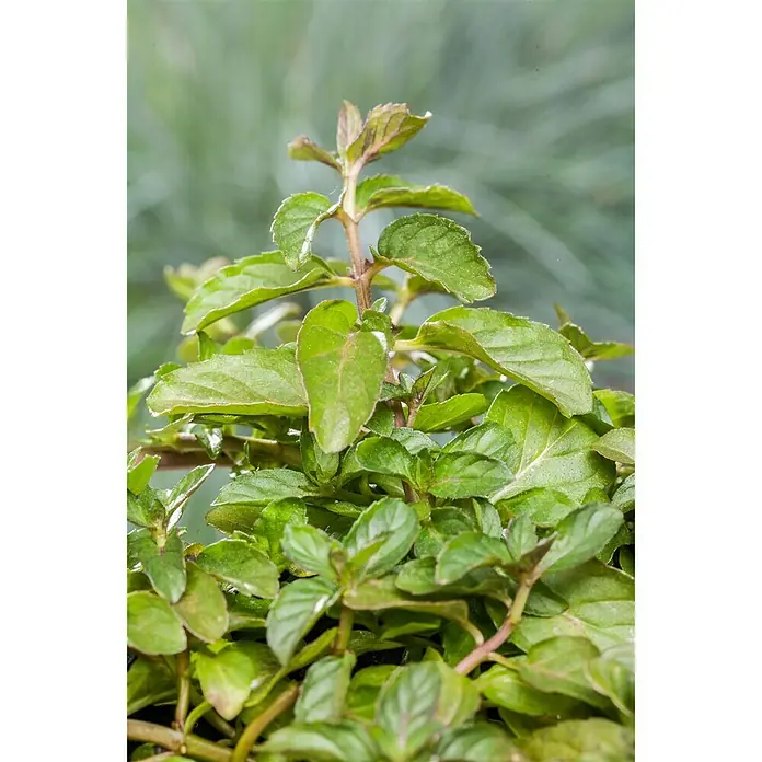 Piardino Minze Bio - Mentha x piperita Swiss - Detailaufnahme