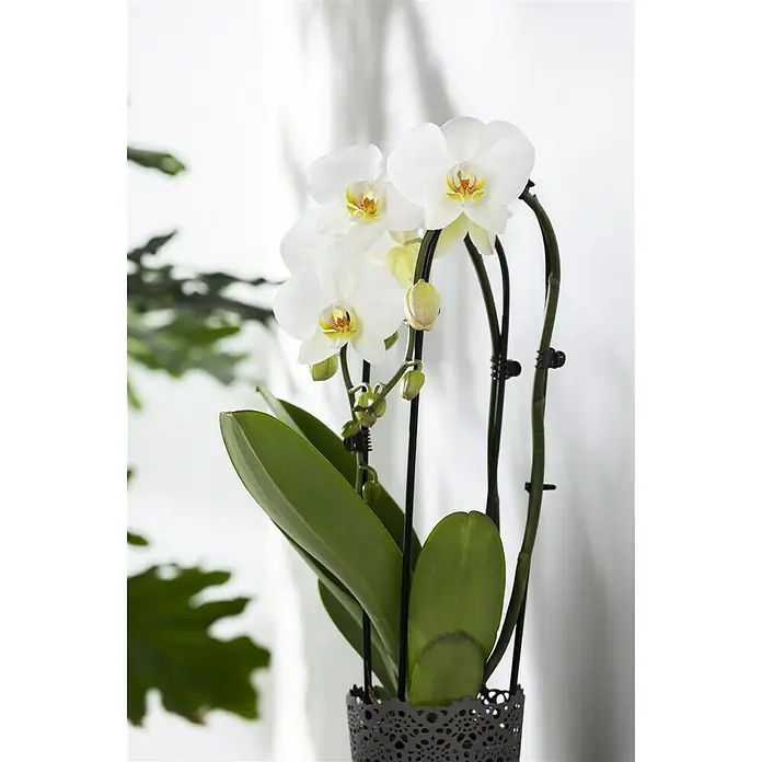 Piardino Schmetterlingsorchidee - Phalaenopsis, Topfgröße: 12 cm, Weiß, Anzahl Triebe: 2 Stk., Aufrecht - Detailaufnahme