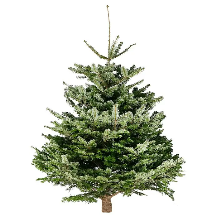 Piardino Nordmann kerstboom - 175 cm - 200 cm, Kerstboom, Gezaagd