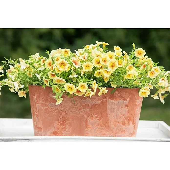 Piardino Zauberglöckchen - Calibrachoa Hybride, Gelb - Stimmungsaufnahme