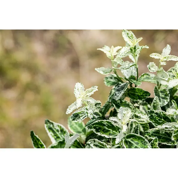 Piardino Spindelstrauch - Euonymus fortunei Harlequin, Weißbunt - Detailaufnahme