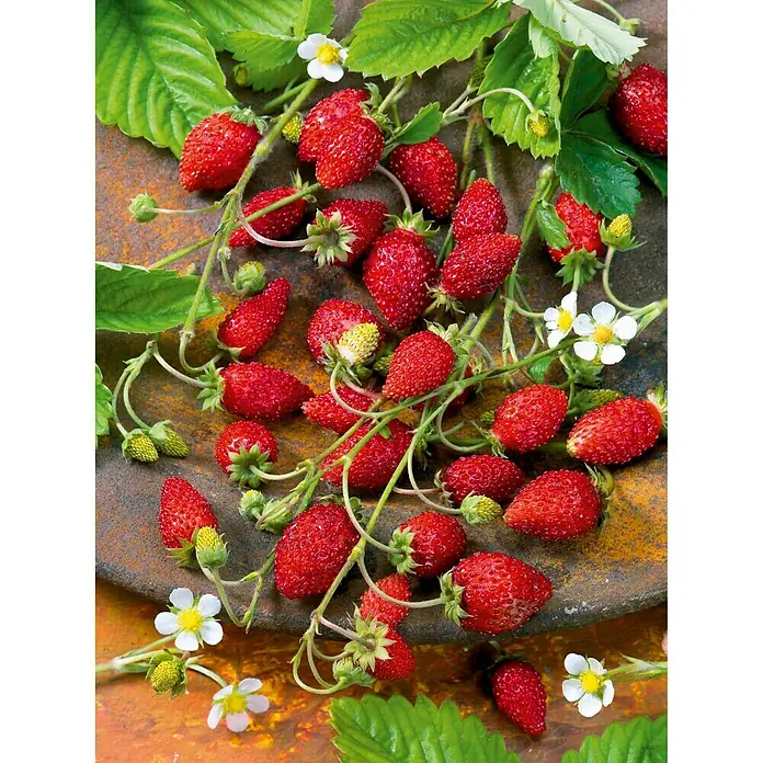 Piardino Monats-Erdbeere Waldfruchtstar - Fragaria vesca var. semperflorens, 8 Stk., Erntezeit: Mai - Oktober - Detailaufnahme