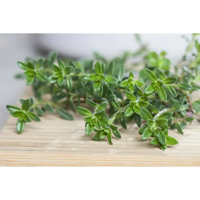 Piardino Bohnenkraut - Satureja hortensis - Detailaufnahme