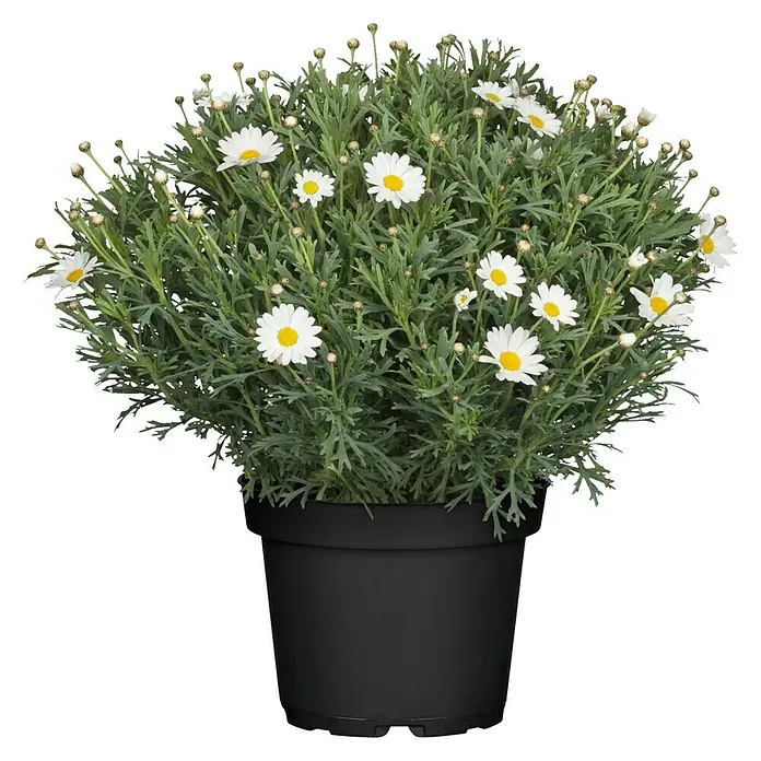Piardino Strauchmargerite - Argyranthemum frutescens, Topfgröße: 21 cm, Weiß - Vorderansicht