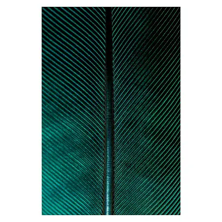 Póster Plume zoom