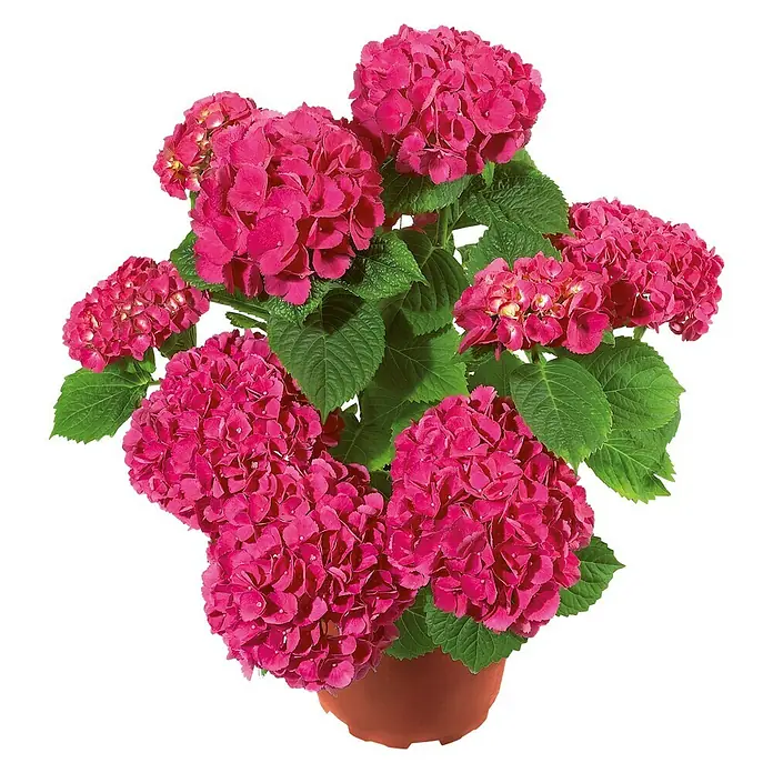 Piardino Hortensie - Hydrangea macrophylla, Topfgröße: 19 cm, Rot