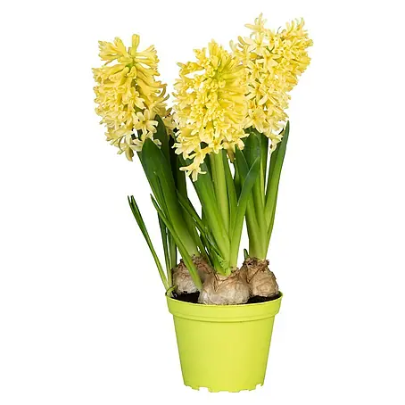 Piardino  Bulbos de primavera