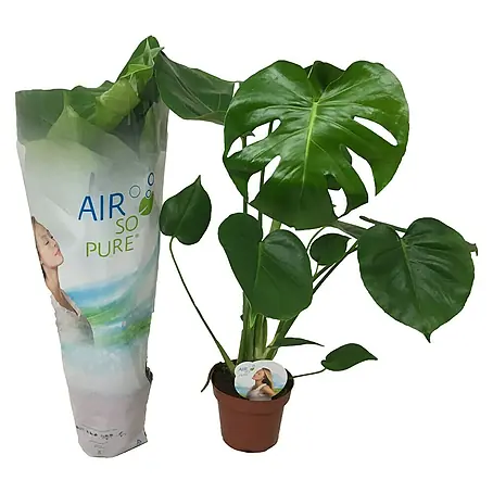 Piardino Air So Pure Fensterblatt