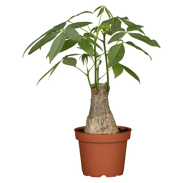 Piardino Glückskastanie - Pachira aquatica, Topfgröße: 15 cm - Vorderansicht