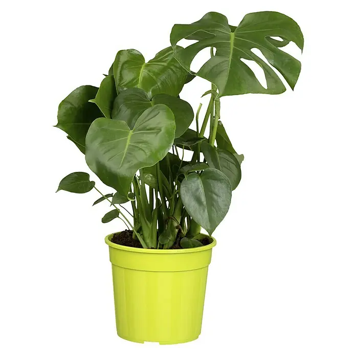 Piardino Fensterblatt - Monstera deliciosa, Topfgröße: 21 cm - Vorderansicht
