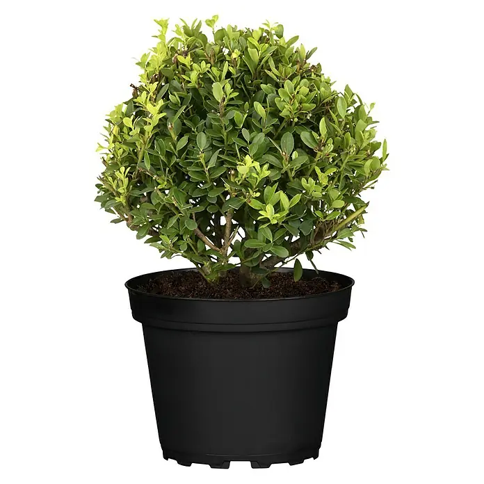 Piardino Stechpalme Little Pirate - Ilex meserveae 'Little Pirate', Weiß - Vorderansicht