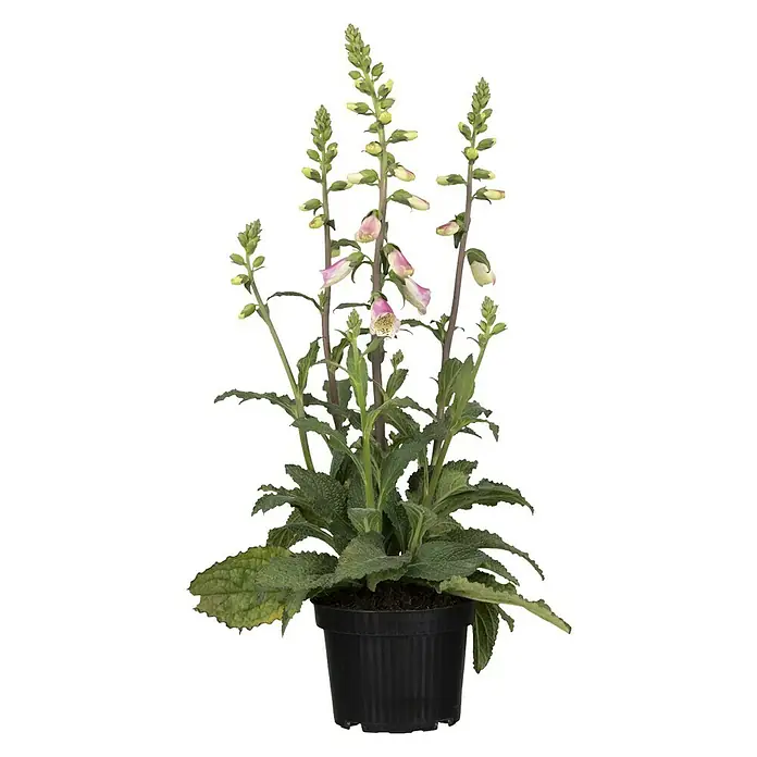 Piardino Garten-Fingerhut - Digitalis purpurea 'Pink Panther', Blütenfarbe: Pink - Vorderansicht