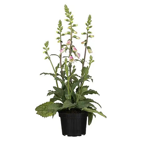 Piardino  Garten-Fingerhut