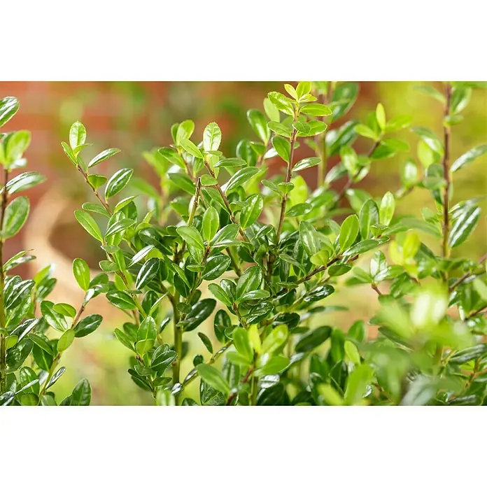 Piardino Bergilex Robustico - Ilex crenata 'Robustico' - Detailaufnahme