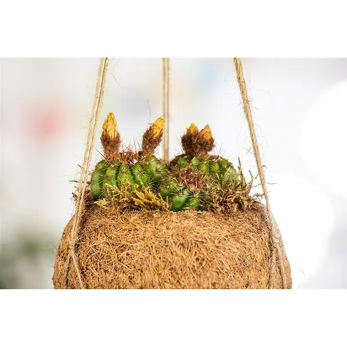 Piardino Kaktus Kokodama - Cactus, Topfgröße: 10 cm - Detailaufnahme