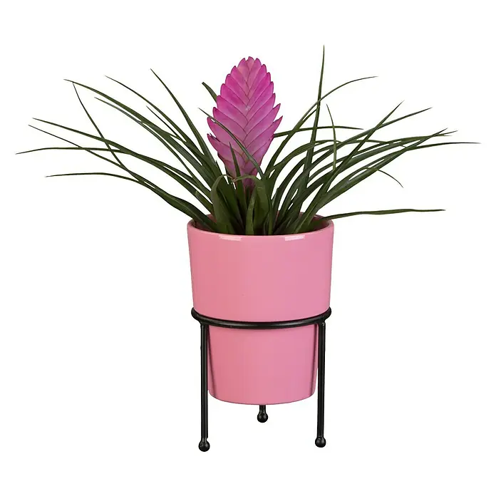 Piardino Bromelia - Bromelia Hybriden, Tamaño de maceta: 10 cm, Dependiendo de la variedad - Vista frontal