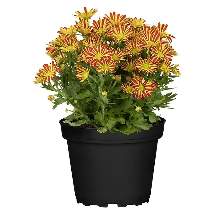 Piardino Herbst-Chrysantheme Swifty - Dendranthema indicum Swifty, Topfgröße: 12 cm, Sortenabhängig, Rot - Vorderansicht