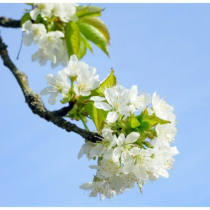 Piardino Pflanzen-Mix - Malus, Pyrus, Prunus, Topfgröße: 23 cm - Stimmungsaufnahme