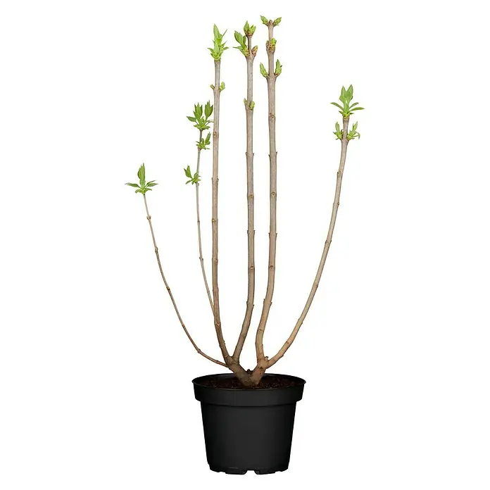 Sommerflieder - Buddleja davidii, Topfvolumen: 5 l - Vorderansicht
