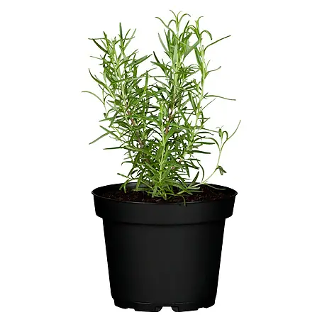 Blu Bio Rosmarin