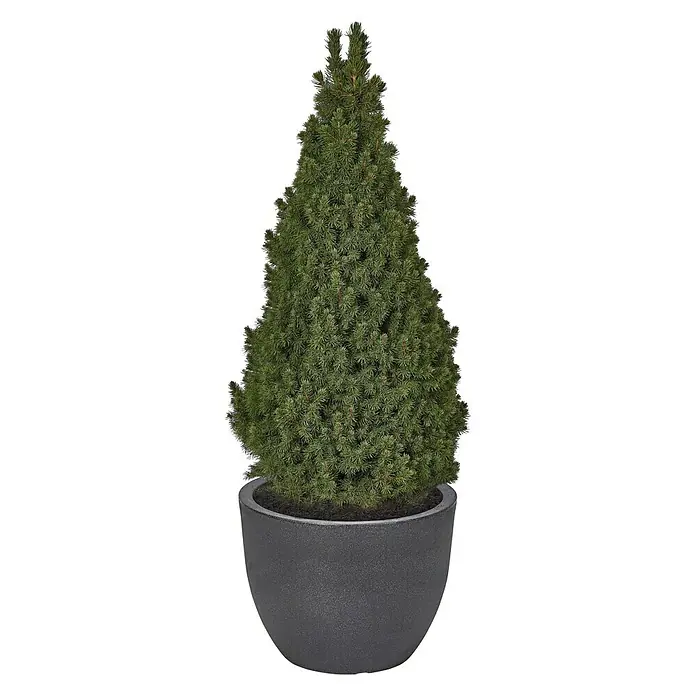 Geli Pflanztopf Rimini - Max. Außendurchmesser: 40 cm, Höhe: 31 cm, Kunststoff, Anthrazit