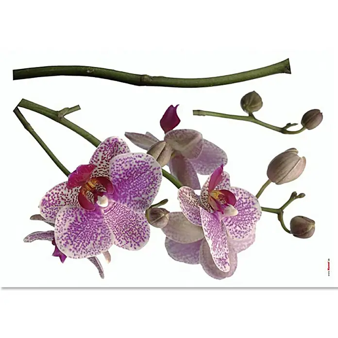 Komar Dekosticker - Orchidee, Rosa/Weiß/Grün, 100 x 70 cm - Vorderansicht