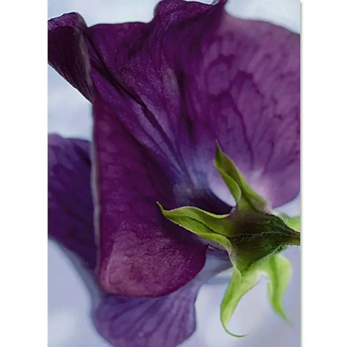 Komar Foto tapeta Viola -  - Pogled sprijeda
