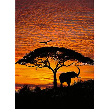 Komar  Foto tapeta African Sunset