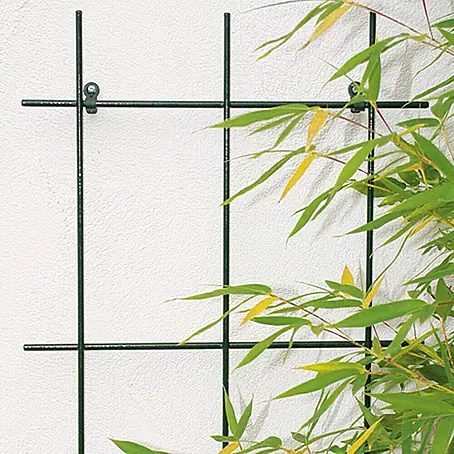 Bellissa  Wandspalier