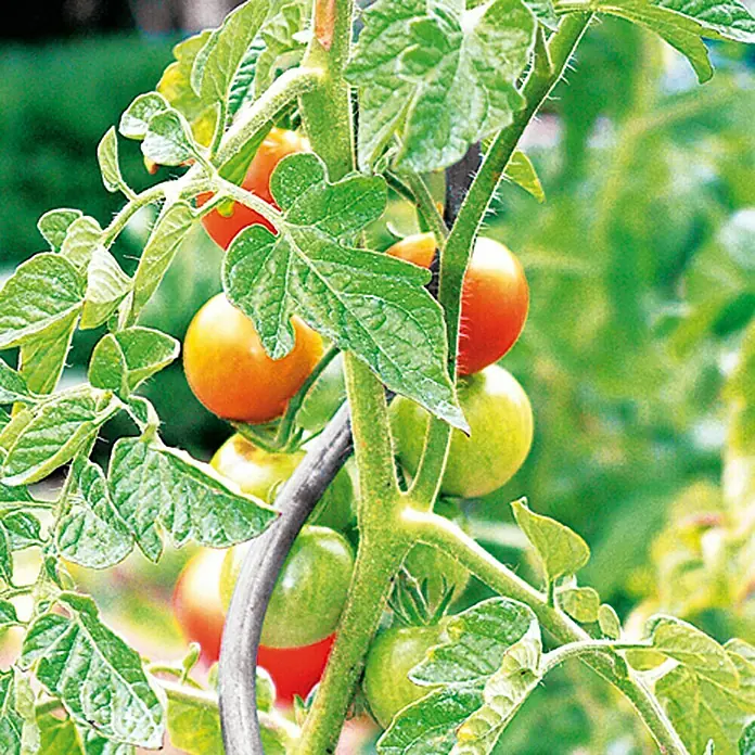 Potporanj za rajčice - Duljina: 1.800 mm