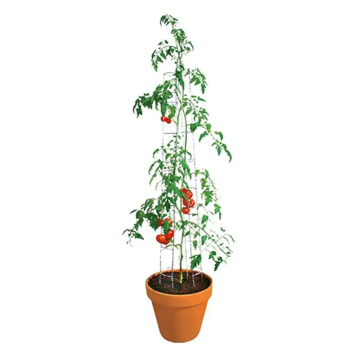 Bellissa Toranj za rajčice - Visina: 180 cm, Promjer: 13 cm