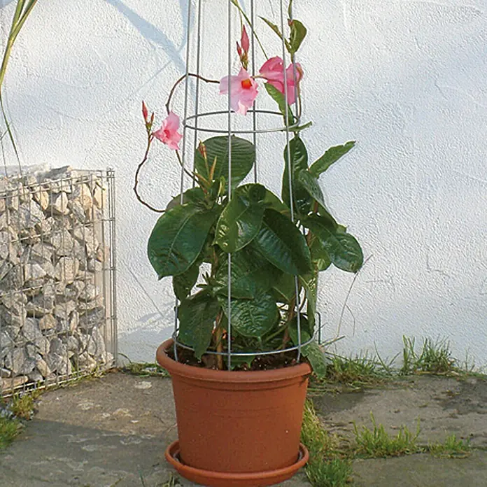 Bellissa Ranksäule Aktion - Höhe: 130 cm, Durchmesser: 28 cm