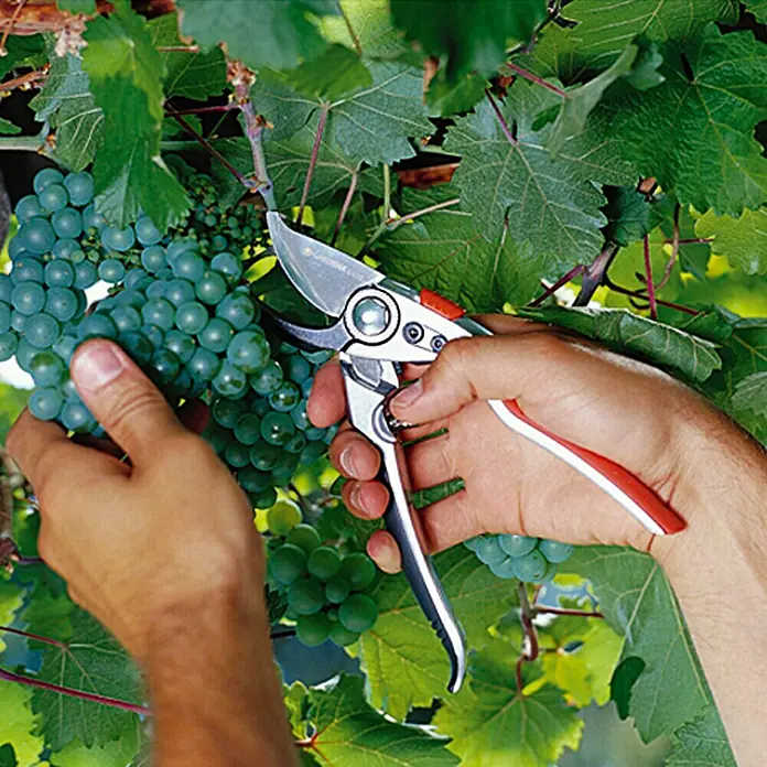 Gardena Premium Vrtne škare BP50 - Bypass, Maksimalna debljina grane: 22 mm - Proizvod u upotrebi