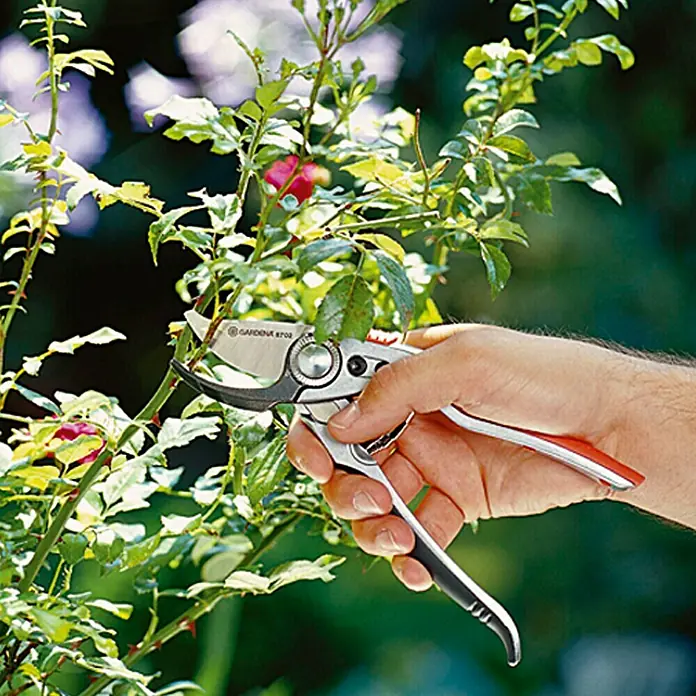 Gardena Premium Vrtne škare BP50 - Bypass, Maksimalna debljina grane: 22 mm - Proizvod u upotrebi