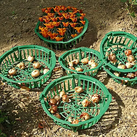 Floraworld  Košarica za lukovice