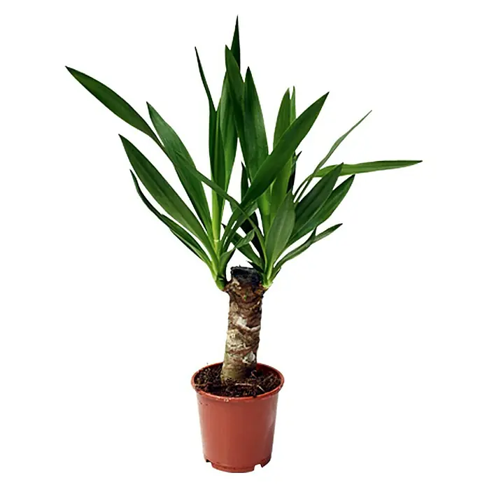 Piardino Yuca pie de elefante - Yucca elephantipes, Tamaño de maceta: 11 cm
