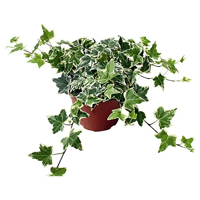Piardino Hiedra - Hedera helix, Tamaño de maceta: 12 cm, Variado