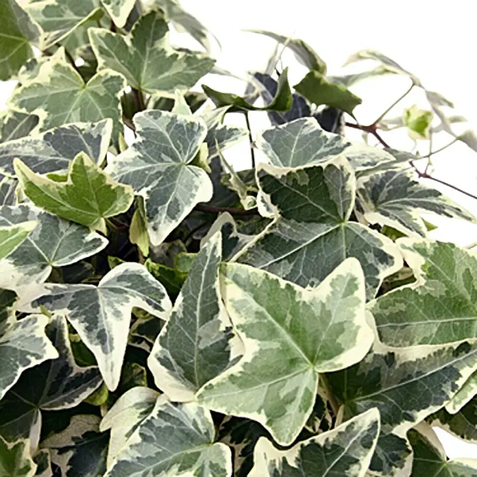 Piardino Hiedra - Hedera helix, Tamaño de maceta: 12 cm, Variado