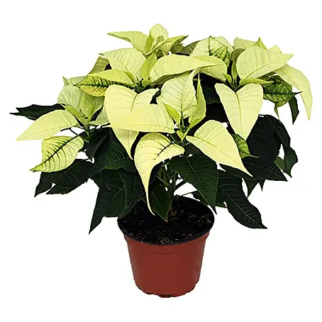 Piardino  Flor de Pascua