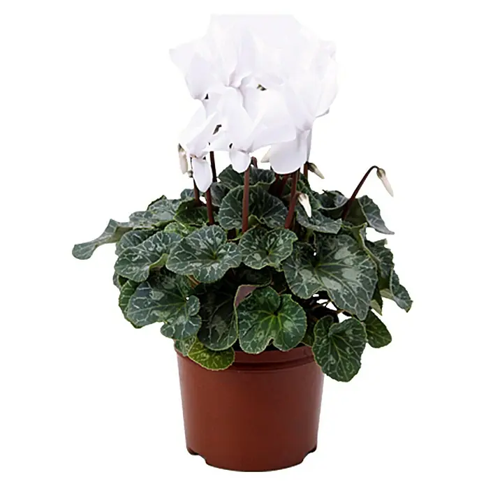 Piardino Zimmer-Alpenveilchen - Cyclamen persicum, Topfgröße: 13 cm, Weiß