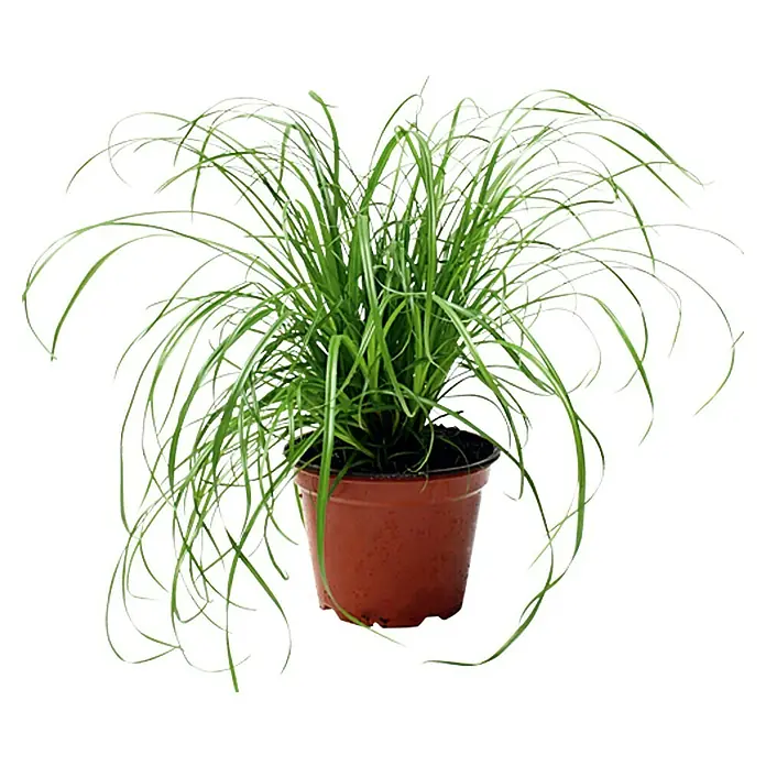Piardino Katzengras Heimtierfutter - Cyperus zumula, Topfgröße: 12 cm