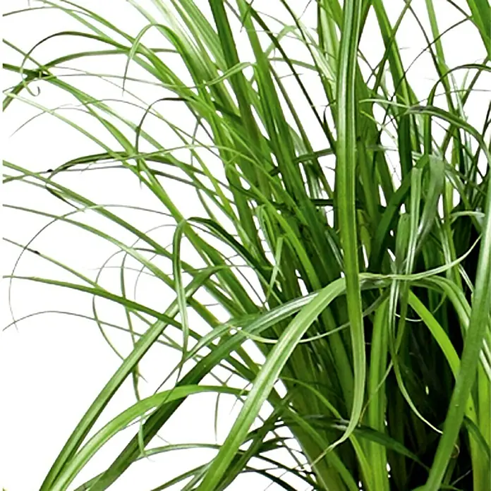 Piardino Katzengras Heimtierfutter - Cyperus zumula, Topfgröße: 12 cm