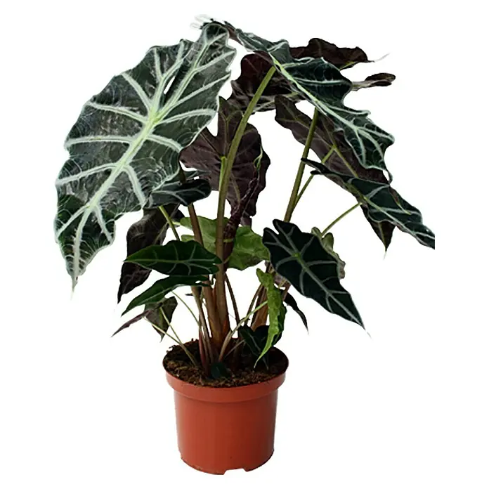 Piardino Pfeilblatt 'Polly' - Alocasia x amazonica 'Polly'