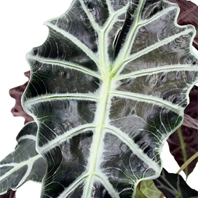 Piardino Pfeilblatt 'Polly' - Alocasia x amazonica 'Polly'