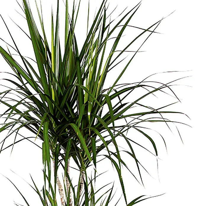 Piardino Drácena marginata - Dracaena marginata, Tamaño de maceta: 17 cm