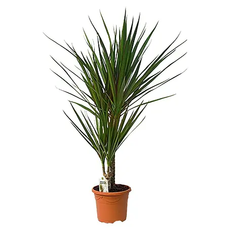 Drácena marginata