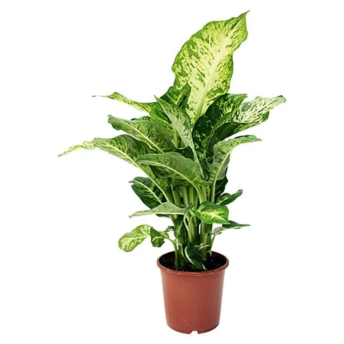 Piardino Diefembaquia Mars - Dieffenbachia maculata, Tamaño de maceta: 12 cm, Multicolor